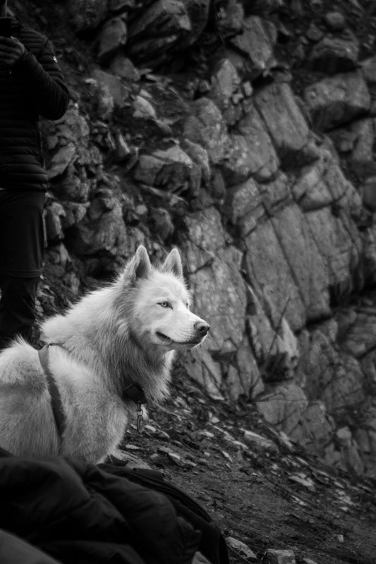 Black and white image of a husky hiking a mountain