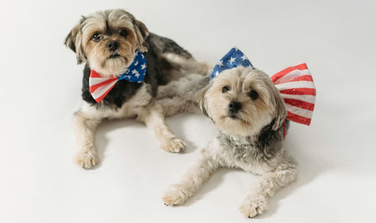 Two small dogs wearing fourth of july bows